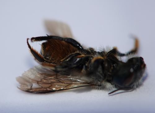 Osmia brevicornis